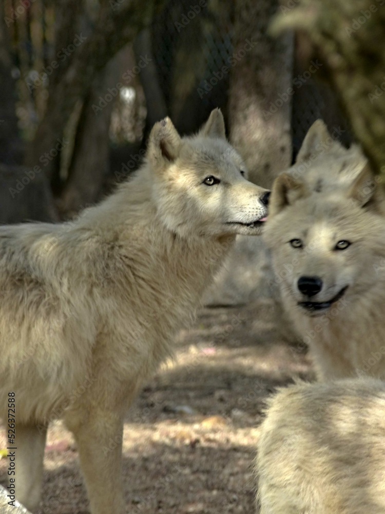 Amnéville Zoo, August 2022 - Magnificent Arctic wolf	