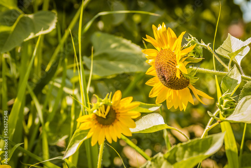 An unripe, green head of a bright flowering sunflower in a summer field.