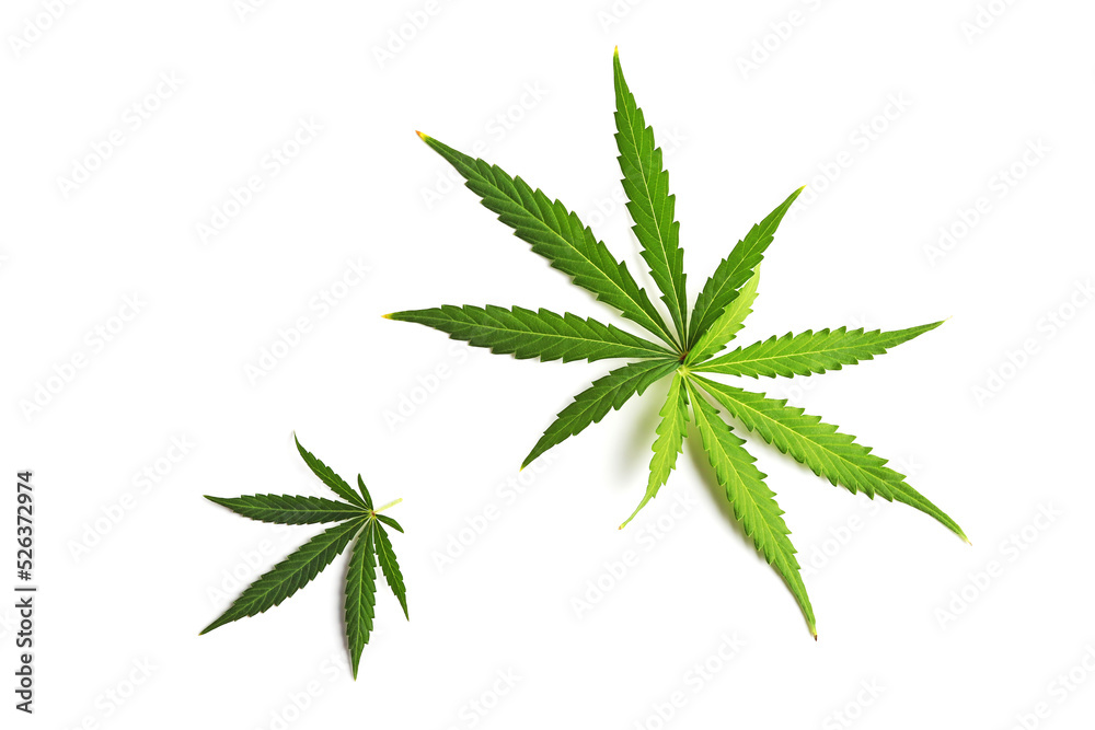Set of cannabis leaves isolated on a white background. Set of cannabis leaves isolated on a white background.