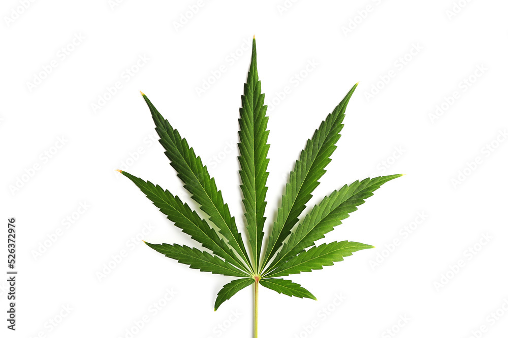 Big cannabis leave isolated on a white background.