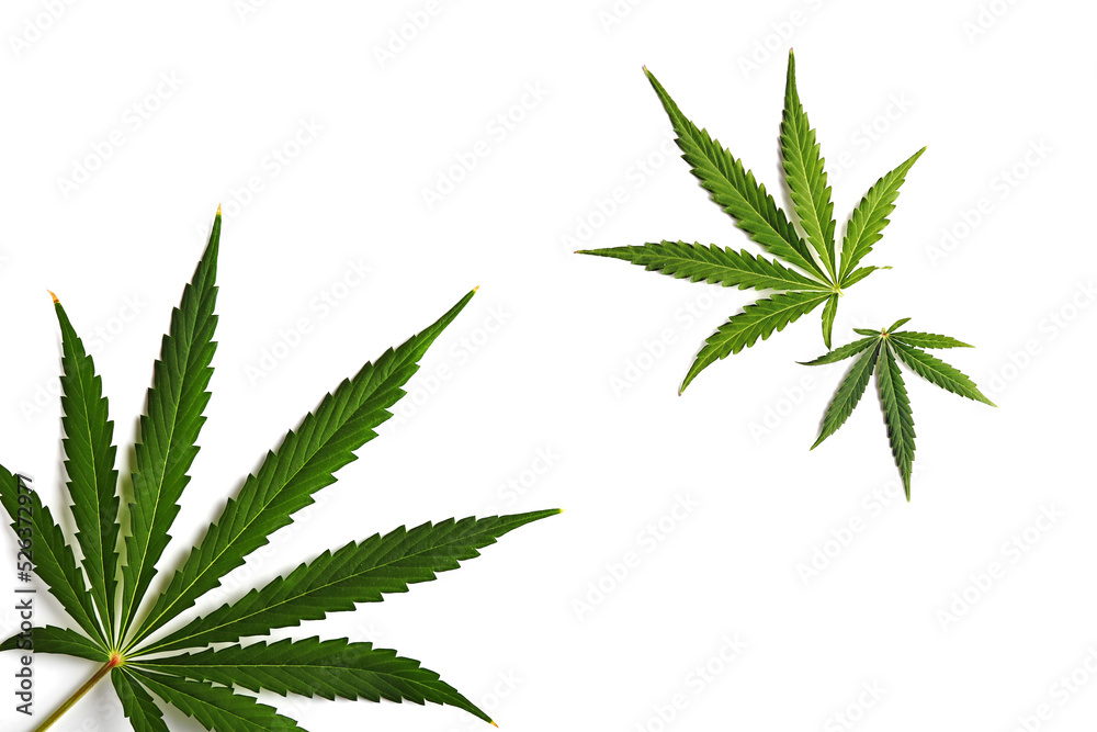 Set of cannabis leaves isolated on a white background.