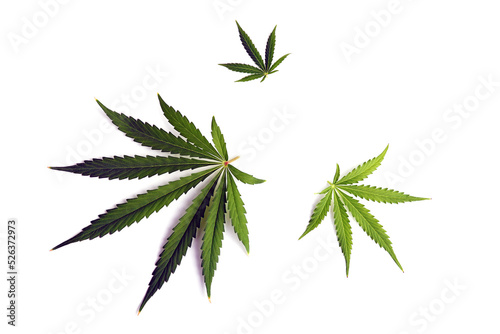 Set of cannabis leaves isolated on a white background.