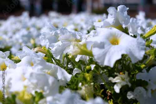 Fototapeta Naklejka Na Ścianę i Meble -  Flower bed with white flowers in the city park
