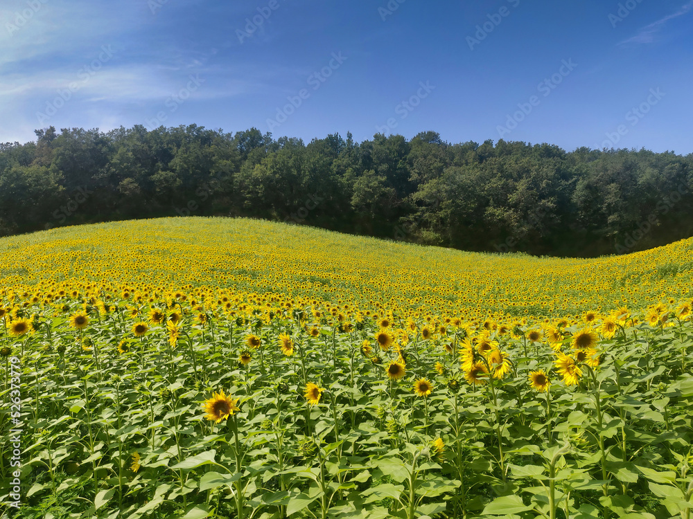 Field of sunflowers in south of France - summer
