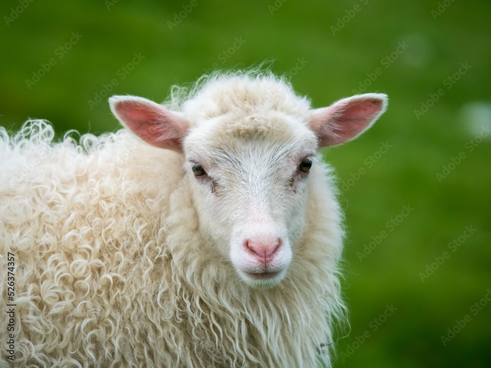 Closeup of a Faroese sheep on Kalsoy Island, northern Faroe Islands (Faroes, Føroya), Denmark. One of the Northern European short-tailed sheep, a small, very hardy breed.