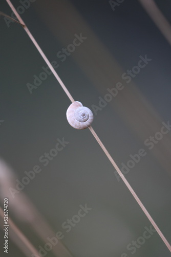 white little snail with house on a blade of grass © Mipa Photo