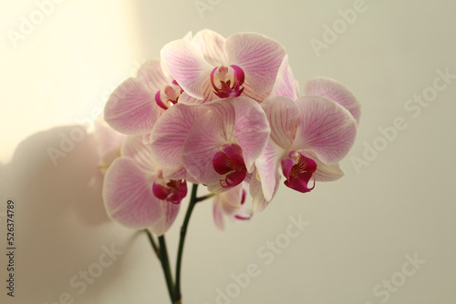 Pink phalaenopsis orchid flower.  Selective soft focus. Minimalist evening still life. Light and shadow nature horizontal copy space background.
