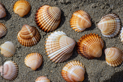 Cerastoderma edule common cockle empty seashells on sandy beach, simplicity background pattern in daylight in the sand