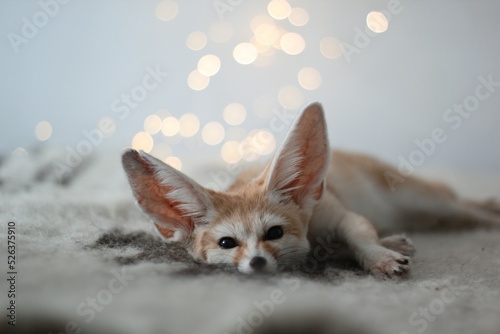 fennec fox