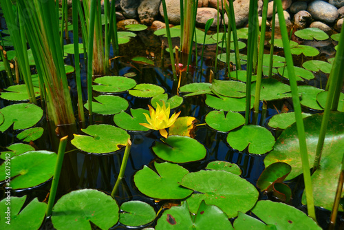 Leafs and flowers floating on water of lagoon. Aquatic vegetation floating in lagoon. photo