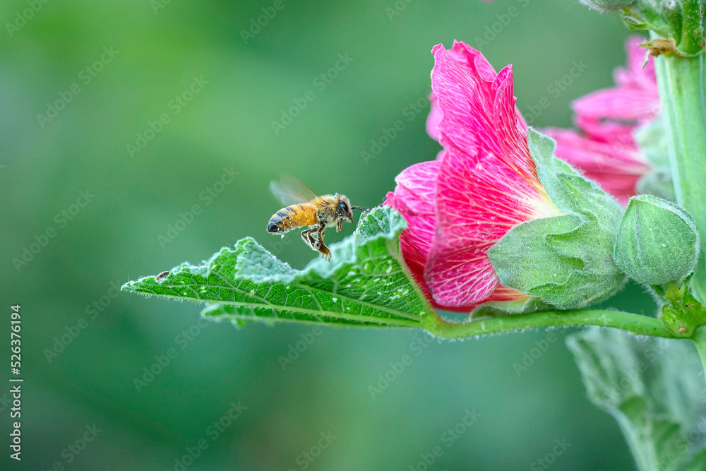 Honey Bee flower and green leaf
