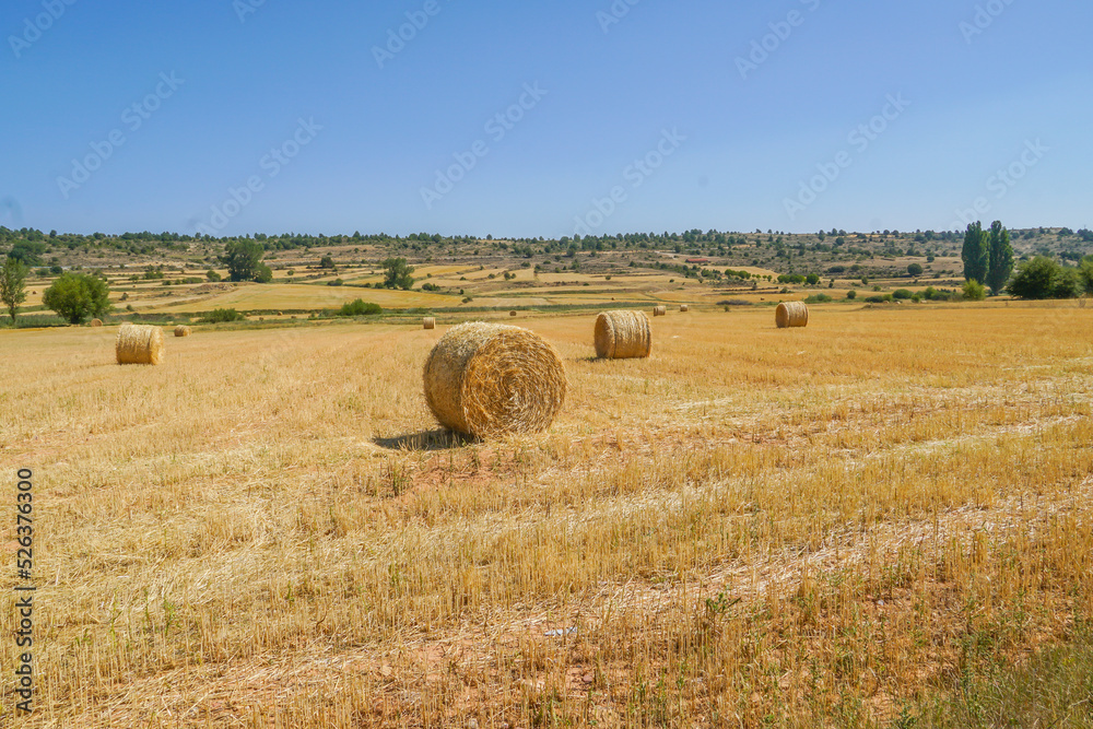 Fototapeta premium Alpaca , Paca cilíndrica gigante o rotopaca , En Europa la paca más común es la paca de paja, proveniente del cultivo de los diferentes cereales: trigo, cebada, centeno, etc. tras la recolección