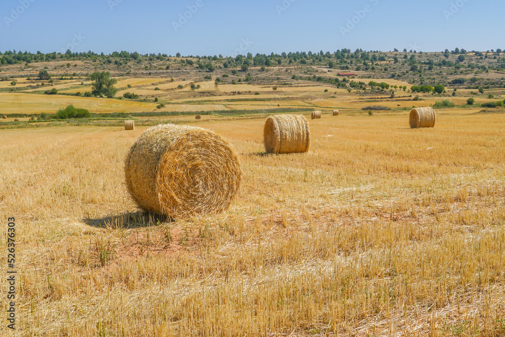 Fototapeta premium Alpaca , Paca cilíndrica gigante o rotopaca , En Europa la paca más común es la paca de paja, proveniente del cultivo de los diferentes cereales: trigo, cebada, centeno, etc. tras la recolección 