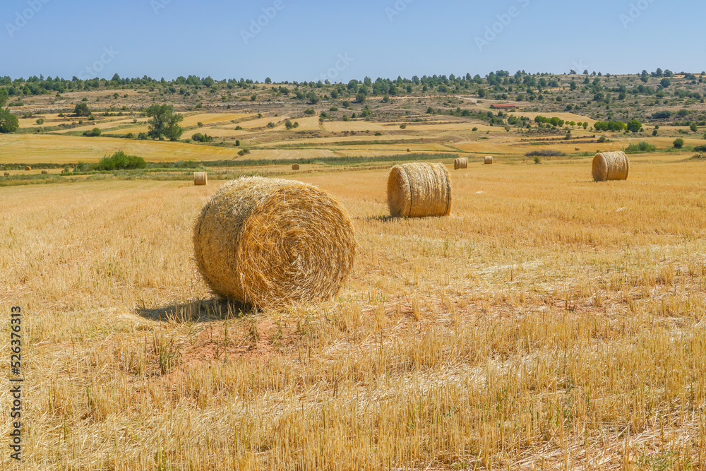 Alpaca , Paca cilíndrica gigante o rotopaca , En Europa la paca más común es la paca de paja, proveniente del cultivo de los diferentes cereales: trigo, cebada, centeno, etc. tras la recolección 