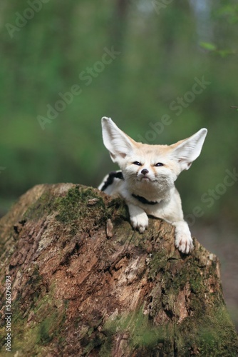 fox on a tree
