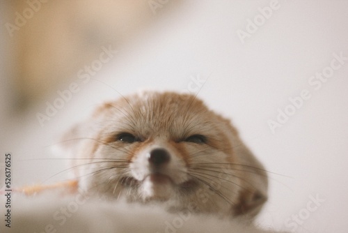desert fox