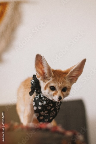 little fox