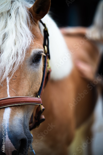 Fototapeta Naklejka Na Ścianę i Meble -  haflinger horse, close-up half head from the front, out of focus in the background, the owner cleaning..