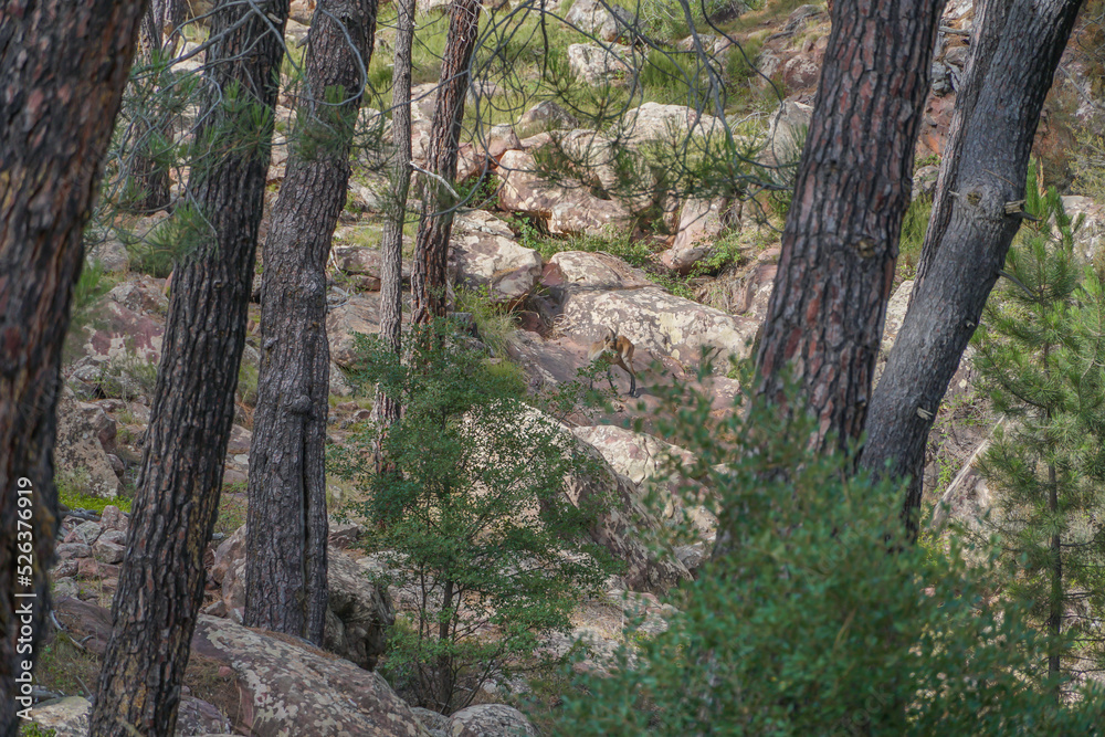 Cabra Montes o Montesa entre los arboles en un calro de rocas sedimentarias