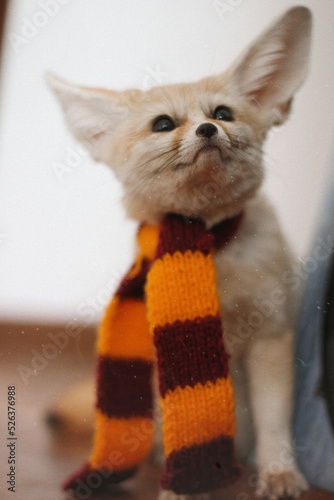 Harry potter fox