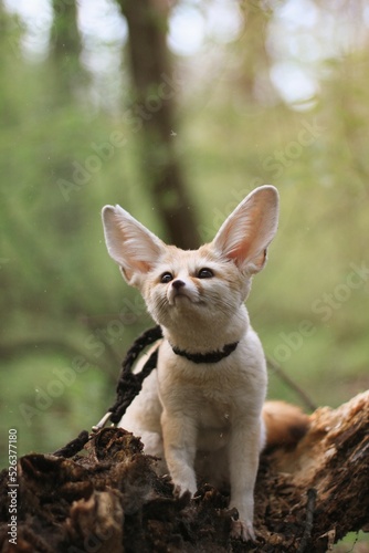  fox