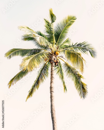 palm tree in Miami
