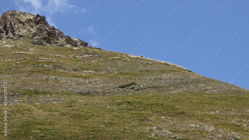 troupeau de mouton dans les Pyrénées troupeau de mouton dans les Pyrénées