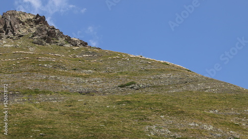 troupeau de mouton dans les Pyrénées © Jacky Jeannet