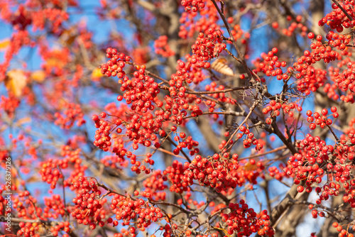 branch of rowan with red berries as natural background