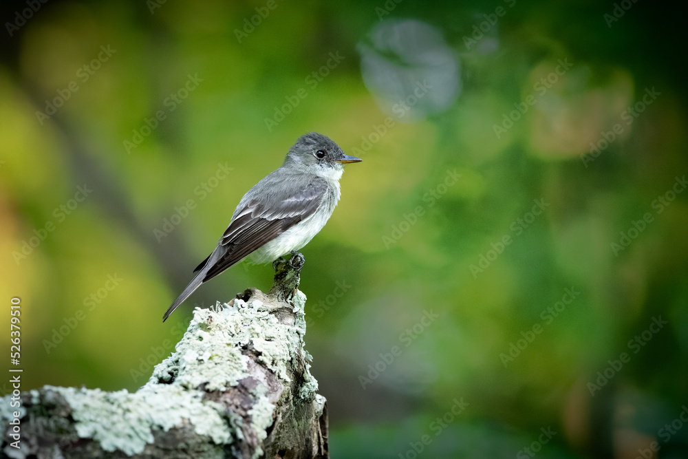 Eastern Wood-Pewee on a log perch. Eastern Wood-Pewee on a log perch.