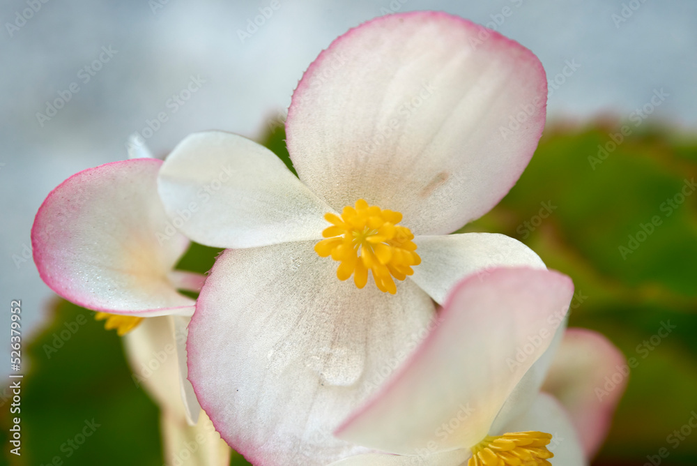 Fototapeta premium florecita