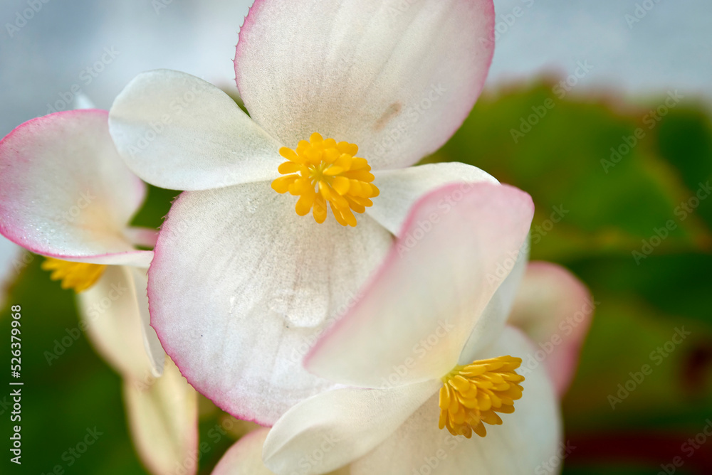 Fototapeta premium flor