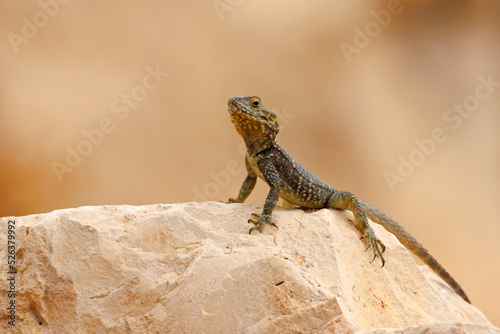 Hardun (Stellagama stellio) - jaszczurka w Turcji © Grzegorz