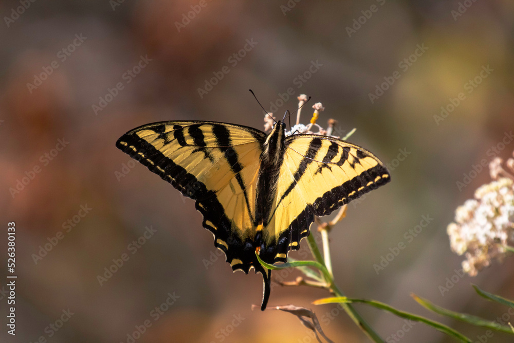 A swallowtail butterfly on a white flower A swallowtail butterfly on a white flower