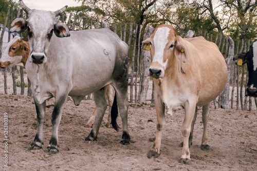Closeup of a Nellore cattle and a Brahman cow with ear tags on a farm photo