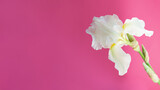 Closeup photography of white iris on pink background.