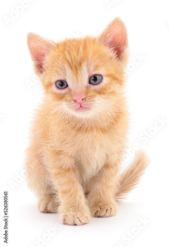 Kitten on white background.