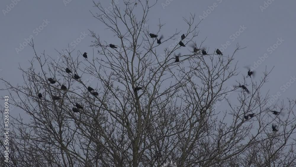 Crows in a tree in winter with rooks on farm England UK 4K Crows in a tree in winter with rooks on farm England UK 4K