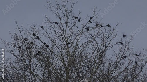 Crows in a tree in winter with rooks on farm England UK 4K photo