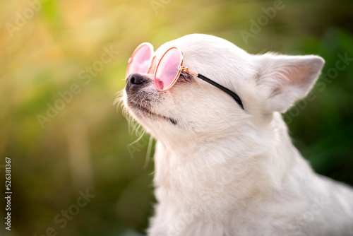 Portret białego psa rasy chihuahua w różowych okularach 