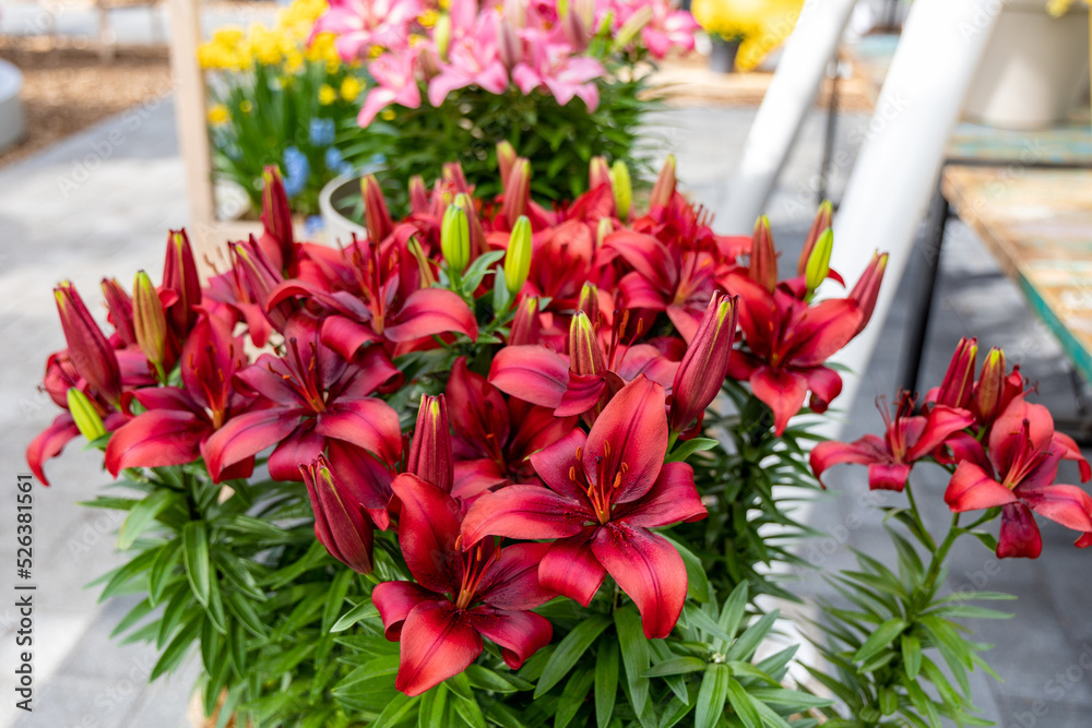 Red lily flowers grow in a greenhous