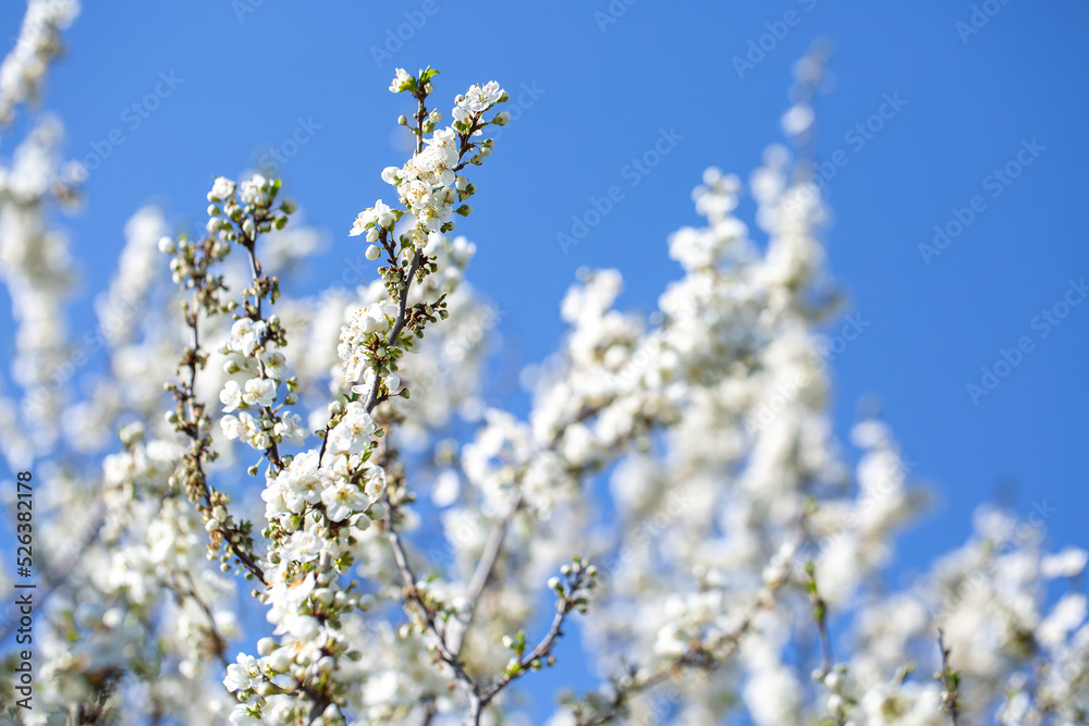 White flowers bloom in the trees. Spring landscape with blooming sakura tree. Beautiful blooming garden on a sunny day. Copy space for text. White flowers bloom in the trees. Spring landscape with blooming sakura tree. Beautiful blooming garden on a sunny day. Copy space for text.