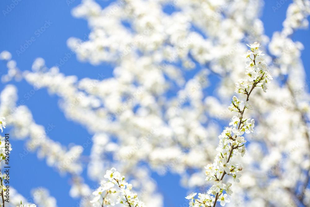 White flowers bloom in the trees. Spring landscape with blooming sakura tree. Beautiful blooming garden on a sunny day. Copy space for text.