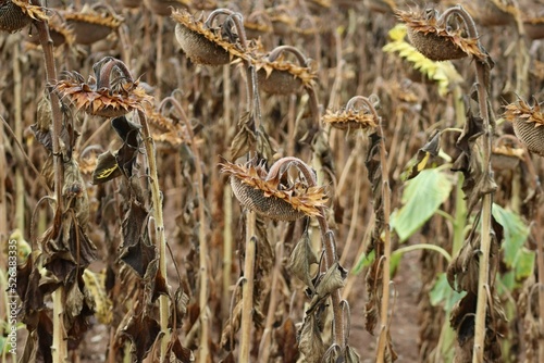Fototapeta Naklejka Na Ścianę i Meble -  dried Sunflower field