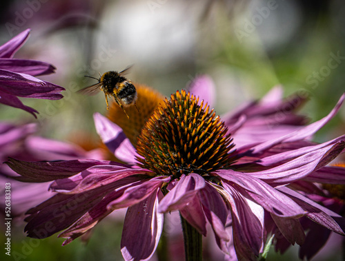 bee on a flower