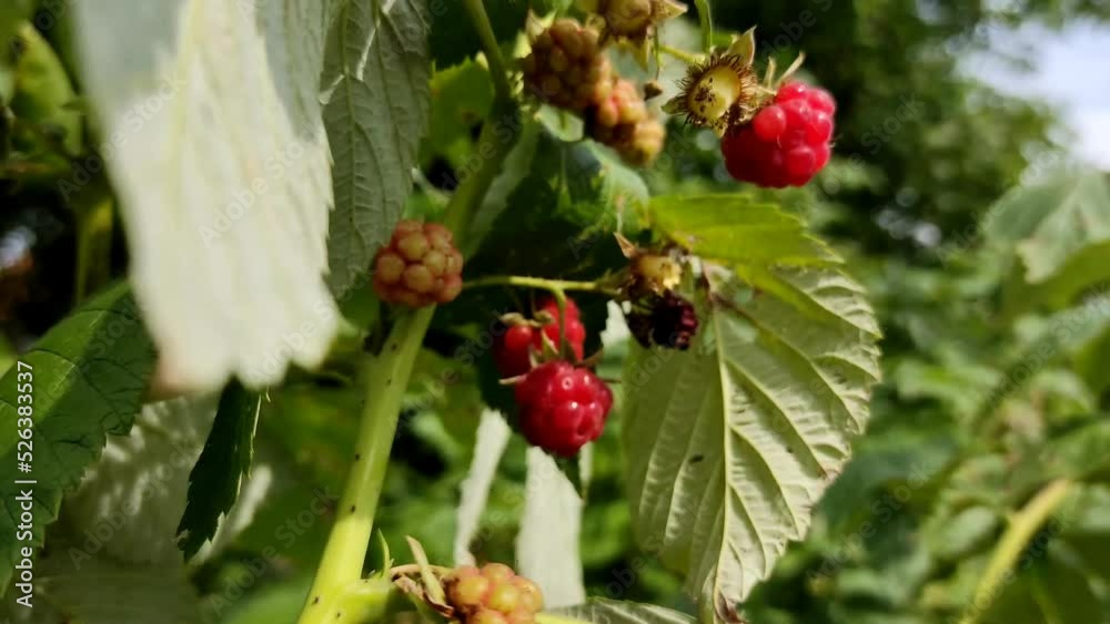 Close-up. Vitamin harvest of red juicy raspberries on a bush in the garden. Close-up. Vitamin harvest of red juicy raspberries on a bush in the garden.