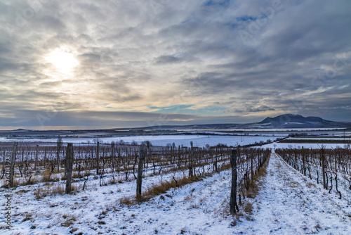 Winter vineyards under Palava near Sonberk, South Moravia, Czech Republic © Richard Semik