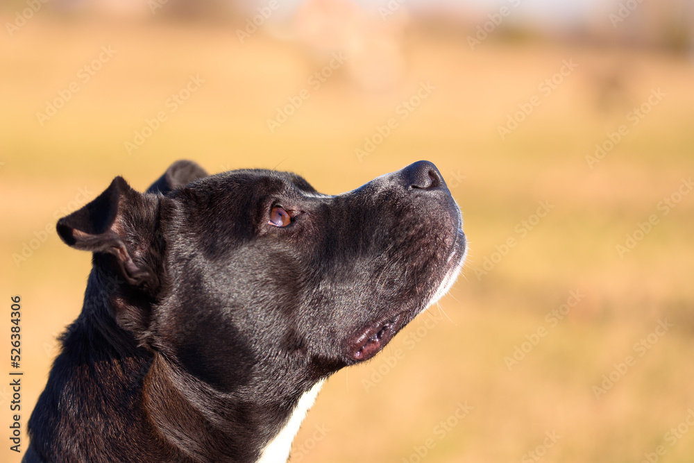 Young American Staffordshire Terrier, portrait, he is looking up.