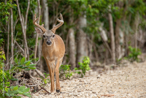 A single Key Deer in Florida walking toward the camera from an unpopulated wooded area with many trees photo