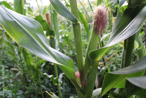 Organic corn on the branch.